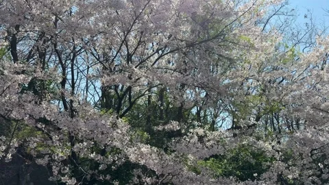 Dense Canopy of Cherry Blossoms Swaying in Gentle Spring Breeze Stockbeeldmateriaal 337473251