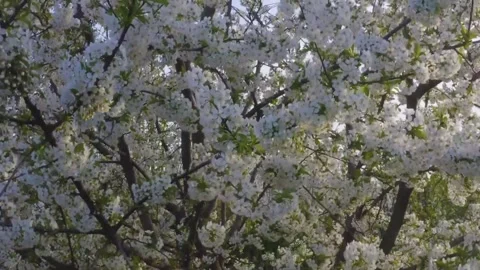 A dense canopy of a cherry tree in full, delicate white blossom. Stock Footage 302300989