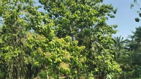 A dense canopy of lush green trees with tall trunks reaching towards the br.. Stock Footage 327825327