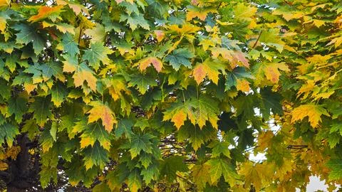 Dense canopy of maple leaves changing colors from vibrant green to yellow. .. Stock Photos