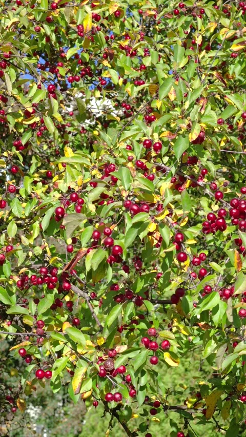 Dense canopy of small red fruit on leafy branches under bright daylight in autum Stock Footage 345676806