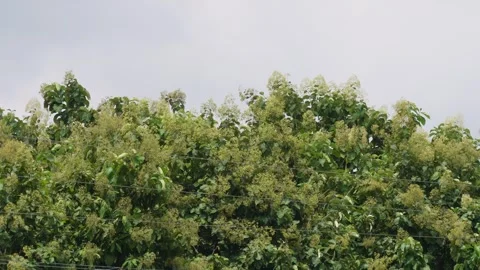 A dense canopy of teak trees in bloom against the blue sky background Stock Footage 316237135