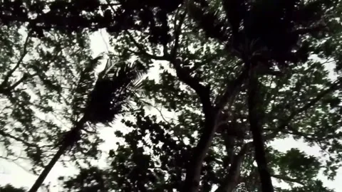 Dense canopy of tropical tree branches viewed from below against overcast Video stock 335761955