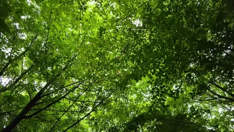 Dense canopy of vibrant green leaves sways gently Stock Footage 340178995