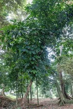 Dense canopy with vines in tropical forest Stock Photos