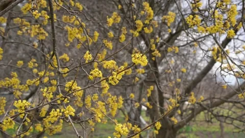 A dense canopy of yellow flowers on a bare-branched tree under a textured sky. 스톡 동영상 332618371