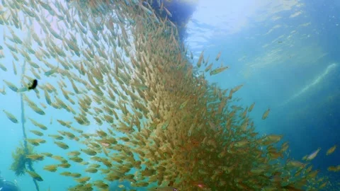 Dense cardinalfish stream underwater rope 4k Vídeos de archivo 336840045