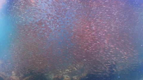 Dense cardinalfish wall shallow ocean 4k Vídeos de archivo 336840103