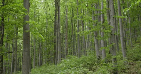 Dense Carpathian beech forest. 库存影片 313834235