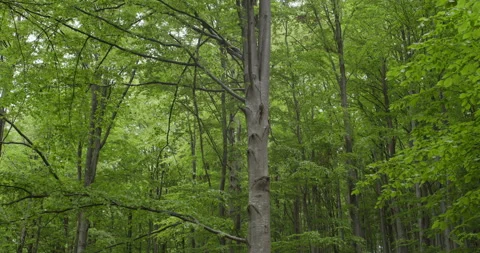 Dense Carpathian beech forest with lush green foliage in spring season. Stock Footage 313834344