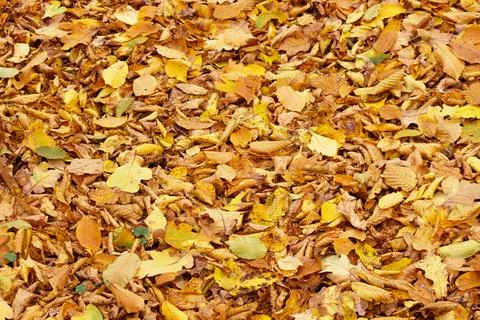 Dense Carpet of Golden Fallen Maple Leaves Stock Photos