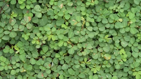 Dense Carpet of Small Green Foliage Creating Natural Background Texture 스톡 동영상 336844653