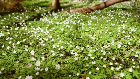 Dense carpet of white anemonoides nemorosa flowers blooming under forest ca.. Stock Footage 333701901