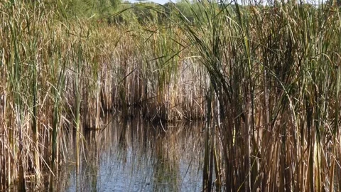 Dense cattail thicket along marshy lake shoreline, panning Видео 337325023
