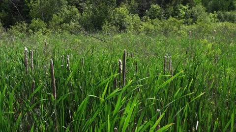 Dense cattails and tall green grass in a marshy wetland under sunlight! Stock Footage 338055088