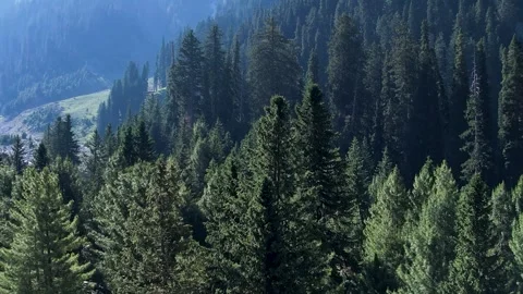 Dense cedar forest canopy Stock Footage 341473596