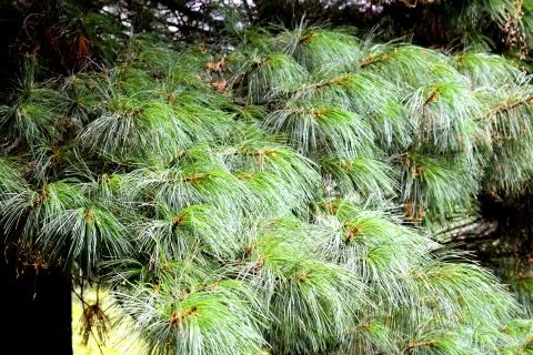 Dense cedar needles. Evergreen cedar. Coniferous forest. Siberia. Foto stock