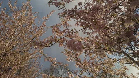 Dense cherry blossom cluster filling frame, crisp petal texture, soft pastel Stock Footage 334108412
