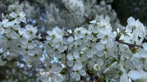 Dense cherry blossoms in full spring bloom Stock Footage 307131044