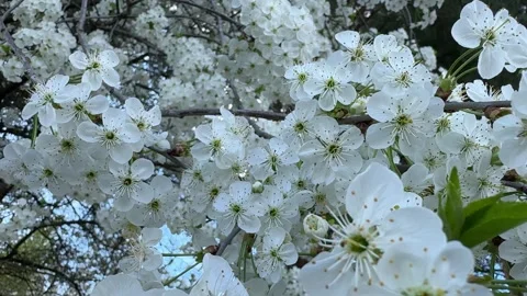 Dense cherry blossoms in full spring bloom Stock Footage 307131164