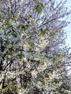 Dense cherry blossoms Foto stock