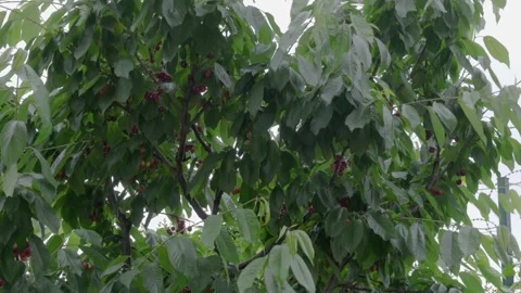 Dense Cherry Tree Branches Full of Red Fruits Swaying in Windy Rain Video stock 337835315