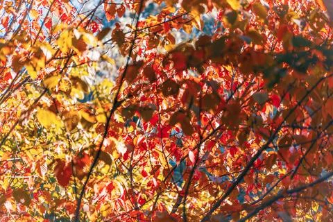 Dense Cherry Tree Canopy Filled With Bright Autumn Color Foto stock