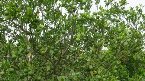 Dense Citrus Tree Stock Footage 340653136