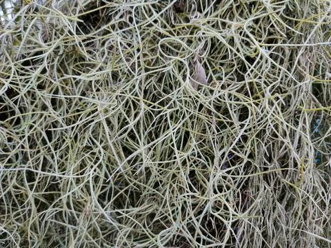 A dense, close-up texture of silvery-green Spanish moss foliage intertwined.. Stock Photos