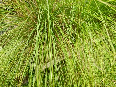 Dense clump of thin green grass blades arching outward Stock Photos
