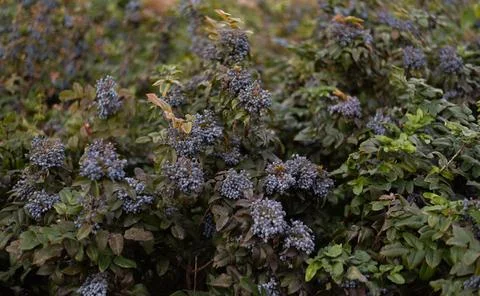 Dense cluster of blue berries grows on a Mahonia shrub with green leaves Stock Photos