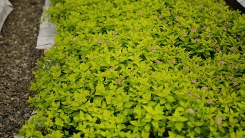Dense cluster of bright green plants in nursery Stock Footage 301528008