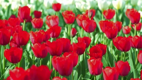 A dense cluster of bright red tulips filling the frame Vidéo 306029171