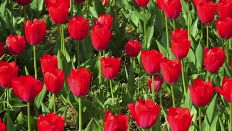A dense cluster of bright red tulips filling the frame 스톡 동영상 306029174