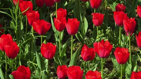 A dense cluster of bright red tulips filling the frame 스톡 동영상 306029182