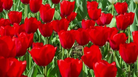 A dense cluster of bright red tulips filling the frame 스톡 동영상 306029301