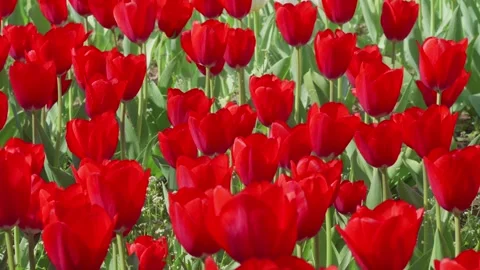 A dense cluster of bright red tulips filling the frame 스톡 동영상 306029343