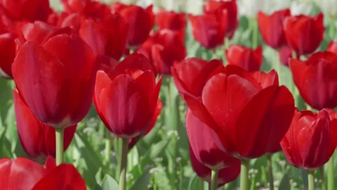 A dense cluster of bright red tulips filling the frame 스톡 동영상 306029356