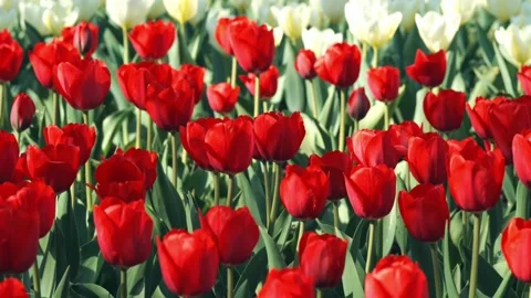 A dense cluster of bright red tulips filling the frame 스톡 동영상 306029362