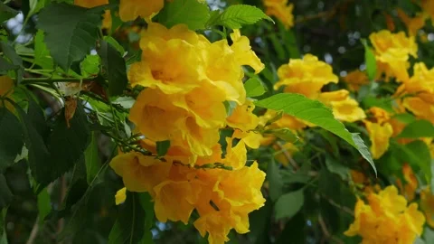 Dense cluster of bright yellow tropical trumpet flowers Stock Footage 323295041