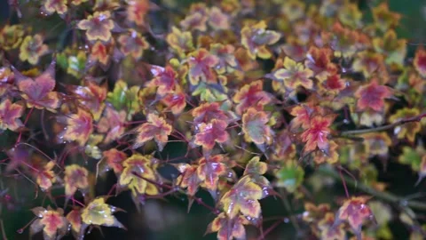 Dense Cluster of Colorful Autumn Maple Leaves Stock Footage 341848045