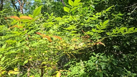 A dense cluster of green foliage Stock Footage 308600242
