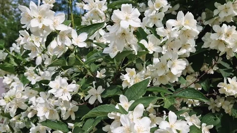 Dense cluster of Mock Orange blossoms, delicate white flowers with fragrant brig Stock Footage 311114083