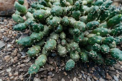 Dense Cluster of Prickly Pear Cacti Seedlings Stock Photos