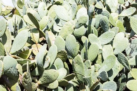 Dense cluster of prickly pear cactus pads under bright sunlight Stock Photos
