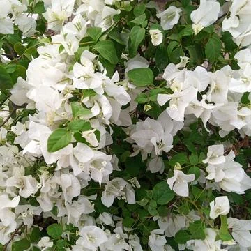 Dense cluster pristine white bougainvillea floral blooms green leaves Stock Photos