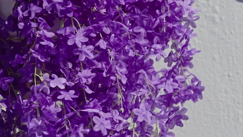 Dense Cluster of Purple Hanging Flowers Against Sunlit Wall Stock Footage 342019493