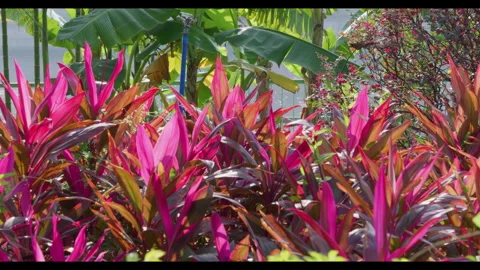 Dense Cluster of Purple-Red Leaves in Garden Setting Stock Footage 330952911