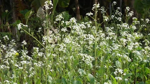Dense cluster of radish flowers 스톡 동영상 332536707