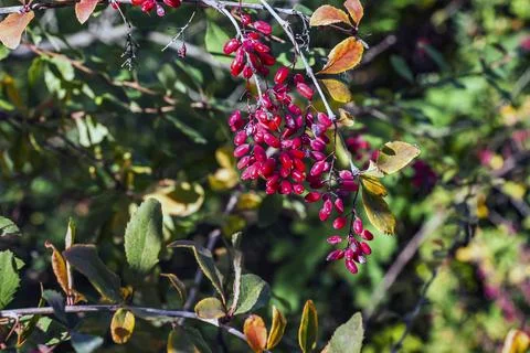 Dense Cluster of Ripe Common Barberry Berries in Autumn Stock Photos
